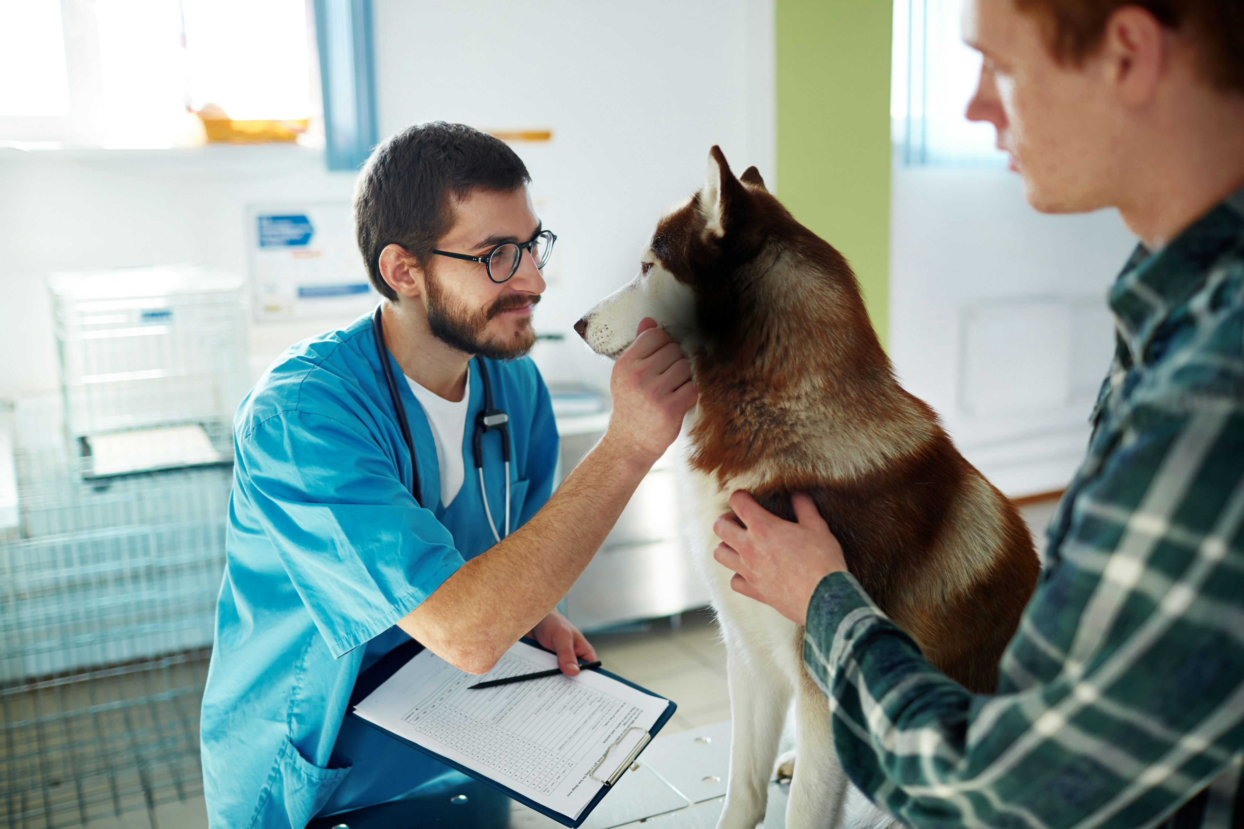 Veterinarian examining a husky during a checkup while the dog's owner holds the dog steady.