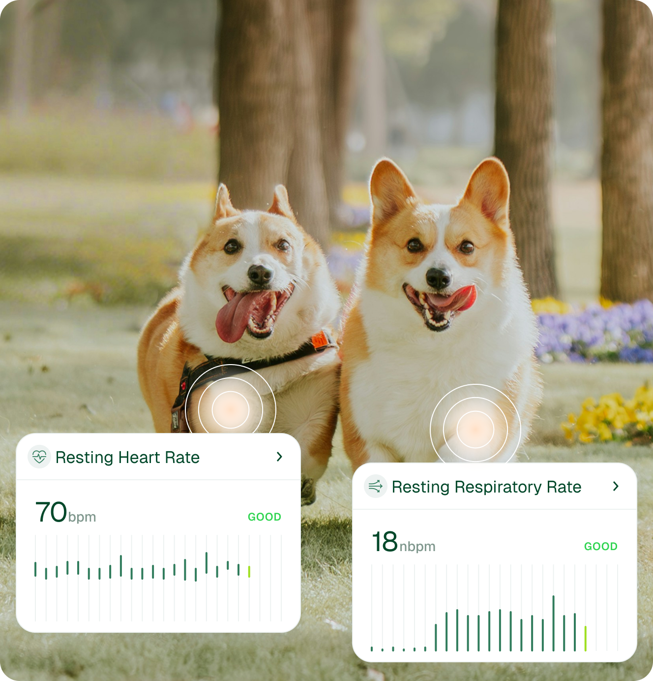 Two corgis running outdoors with health monitoring overlays showing a resting heart rate of 70 bpm and a resting respiratory rate of 18 nbpm, both labeled good.
