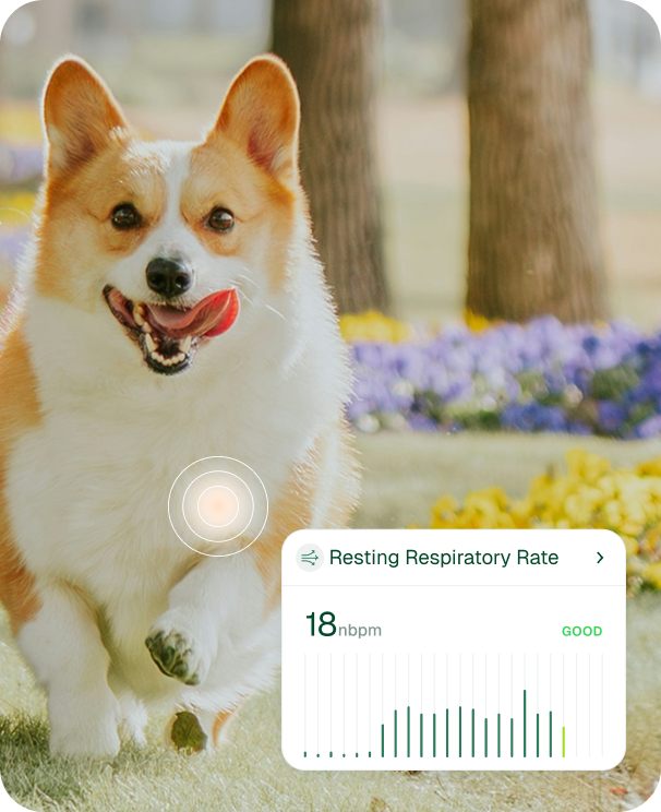 A corgi running outdoors with a health monitoring overlay showing a resting respiratory rate of 18 nbpm, labeled good.